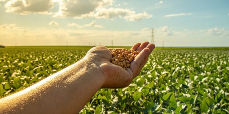 Na soja, a estimativa é de uma produção de 166 milhões de toneladas, um aumento de 12,4% em relação à safra passada - Foto: Mailson Pignata/Getty Images Na soja, a estimativa é de uma produção de 166 milhões de toneladas, um aumento de 12,4% em relação à safra passada - Foto: Mailson Pignata/Getty Images