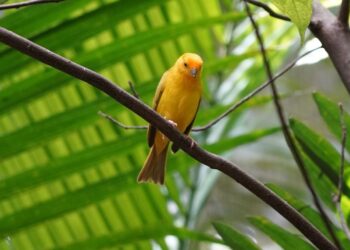 Foto: Parque das Aves