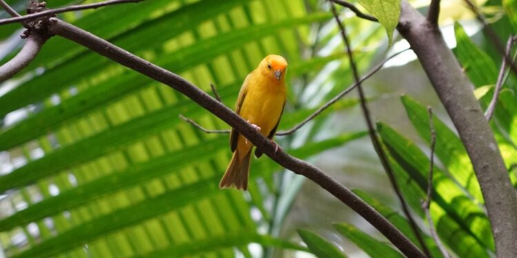 Foto: Parque das Aves Foto: Parque das Aves