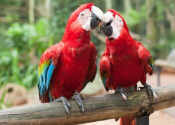 Foto: Divulgação/Parque das Aves