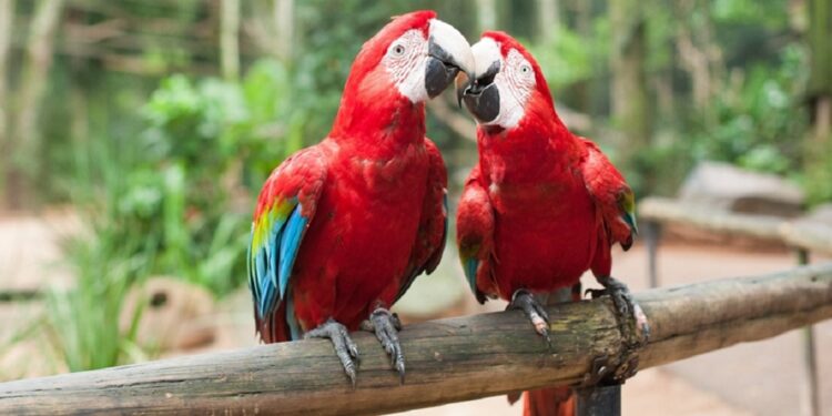 Foto: Divulgação/Parque das Aves Foto: Divulgação/Parque das Aves