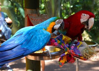 Foto: Parque das Aves