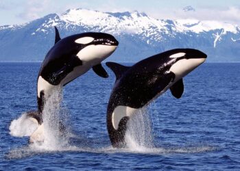 As orcas têm uma vida social complexa, baseada na formação e manutenção de grupos familiares extensos. Foto: Divulgação