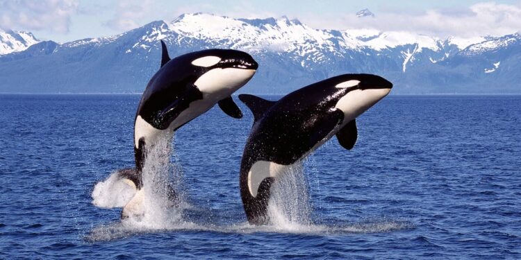 As orcas têm uma vida social complexa, baseada na formação e manutenção de grupos familiares extensos. Foto: Divulgação As orcas têm uma vida social complexa, baseada na formação e manutenção de grupos familiares extensos. Foto: Divulgação