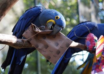 Foto: Parque das Aves