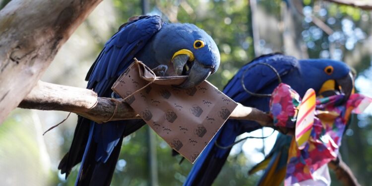 Foto: Parque das Aves Foto: Parque das Aves