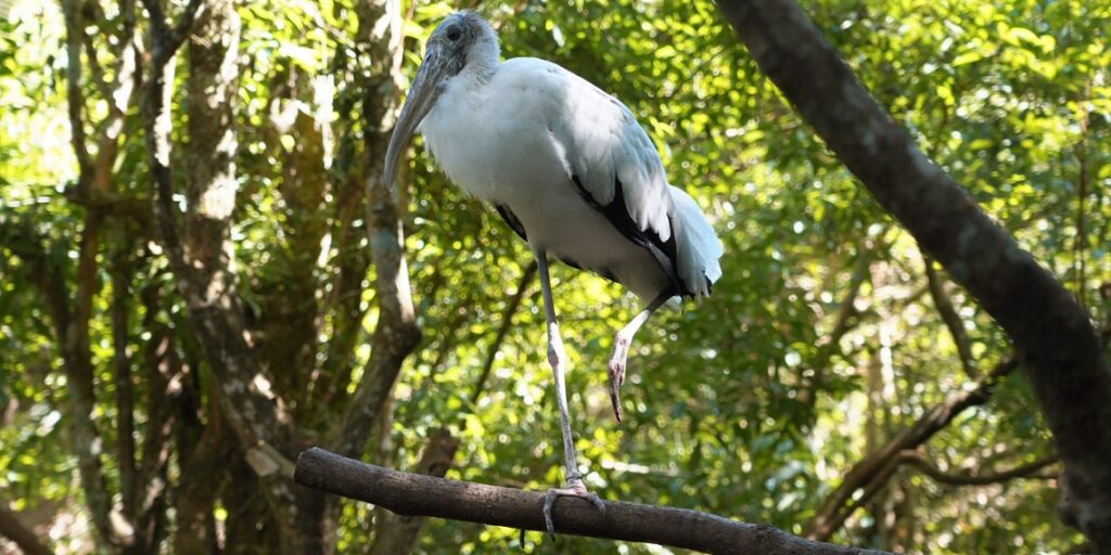Foto: Cabeça-seca/Parque das Aves