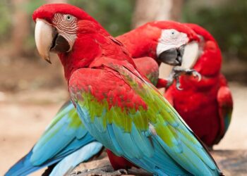 Foto: Parque das Aves