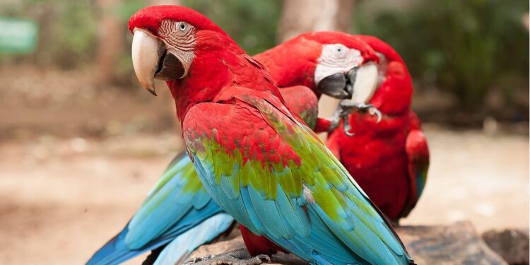 Foto: Parque das Aves
Foto: Parque das Aves