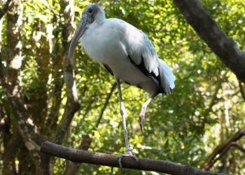 Foto: Cabeça-seca/Parque das Aves