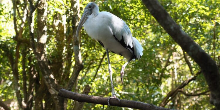 Foto: Cabeça-seca/Parque das Aves Foto: Cabeça-seca/Parque das Aves