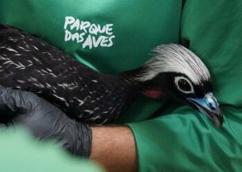 Foto: Parque das Aves.
