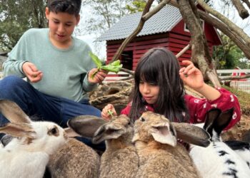 Iniciativa pioneira busca estimular o contato com a fauna e a conscientização ecológica em ambiente seguro e divertido. Foto: Complexo Dreams Park