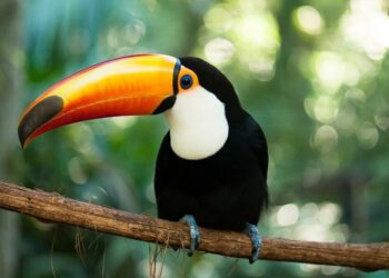 Foto: Parque das Aves.