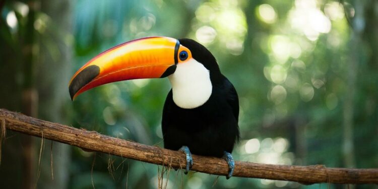 Foto: Parque das Aves. Foto: Parque das Aves.