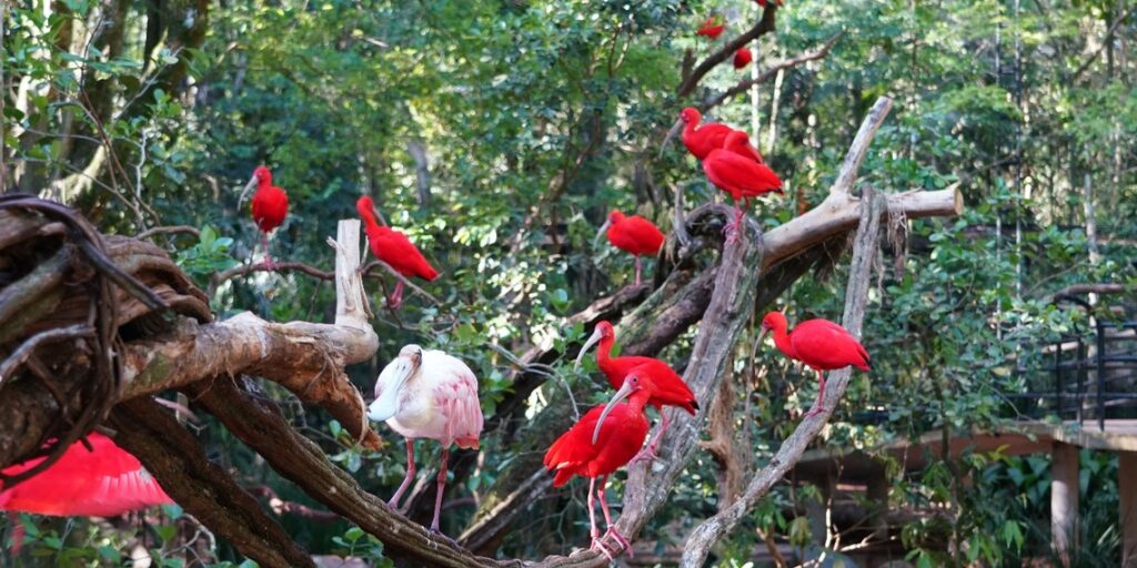 Foto: Parque das Aves.