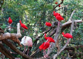 Foto: Parque das Aves.