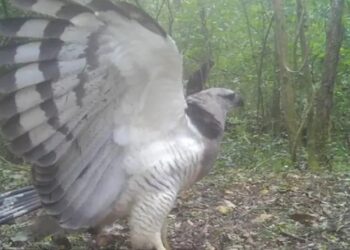 Descoberta do Projeto Onças do Iguaçu destaca o papel do Parque como santuário para a fauna sul-americana. Fotos: Projeto Onças do Iguaçu