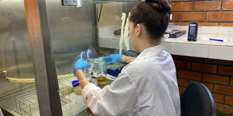 No laboratório, o nanocorpo será produzido a partir das instruções carregadas pelo DNA e a bactéria será biofábrica. Foto: UNILA. No laboratório, o nanocorpo será produzido a partir das instruções carregadas pelo DNA e a bactéria será biofábrica. Foto: UNILA.