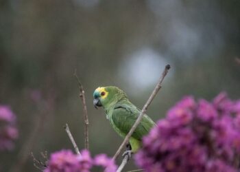 Foto: Parque das Aves.