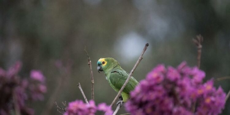 Foto: Parque das Aves. Foto: Parque das Aves.