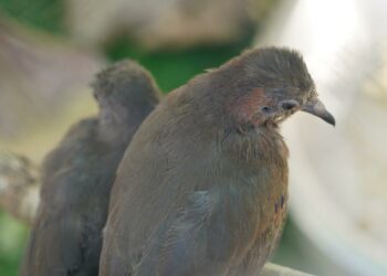 Foto: Parque das Aves.