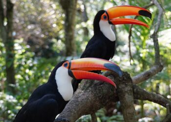 Foto: Parque das Aves