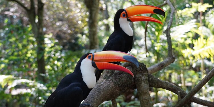 Foto: Parque das Aves Foto: Parque das Aves