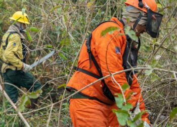 Os números confirmam uma mudança positiva no cenário ambiental brasileiro e reforçam o compromisso do Governo do Brasil com a preservação dos biomas, a proteção da biodiversidade e o enfrentamento das mudanças climáticas - Foto: Vitor Vasconcelos/Secom-PR.