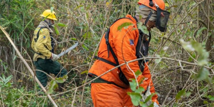 Os números confirmam uma mudança positiva no cenário ambiental brasileiro e reforçam o compromisso do Governo do Brasil com a preservação dos biomas, a proteção da biodiversidade e o enfrentamento das mudanças climáticas - Foto: Vitor Vasconcelos/Secom-PR. Os números confirmam uma mudança positiva no cenário ambiental brasileiro e reforçam o compromisso do Governo do Brasil com a preservação dos biomas, a proteção da biodiversidade e o enfrentamento das mudanças climáticas - Foto: Vitor Vasconcelos/Secom-PR.