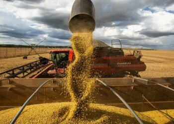 O volume obtido na colheita de grãos na safra 2024/2025 representa uma alta de 16,3% sobre a temporada anterior - Foto: Agência Brasil.