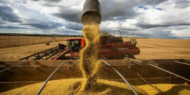 O volume obtido na colheita de grãos na safra 2024/2025 representa uma alta de 16,3% sobre a temporada anterior - Foto: Agência Brasil.