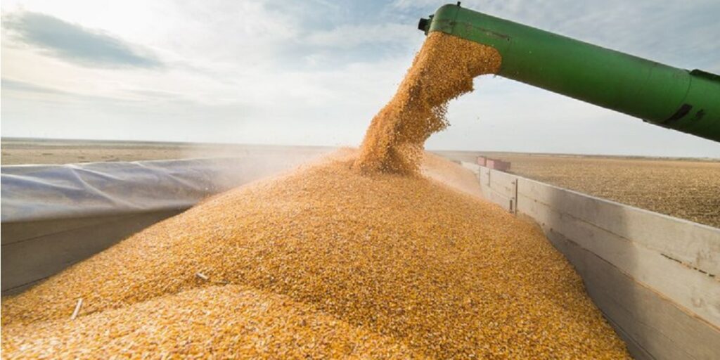 Projeções da Conab apontam aumento nas exportações de milho, que devem passar de 40 milhões para 46,5 milhões de toneladas em 2025/26. Foto: GettyImages