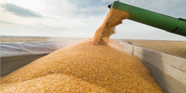 Projeções da Conab apontam aumento nas exportações de milho, que devem passar de 40 milhões para 46,5 milhões de toneladas em 2025/26. Foto: GettyImages Projeções da Conab apontam aumento nas exportações de milho, que devem passar de 40 milhões para 46,5 milhões de toneladas em 2025/26. Foto: GettyImages