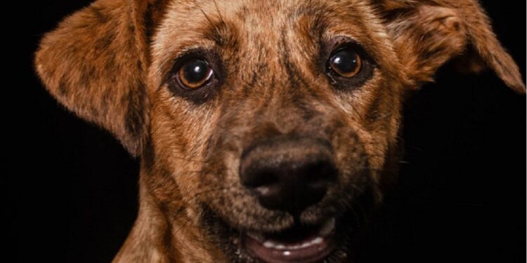 A mostra apresenta imagens de animais resgatados pela ONG Acolha Bicho.
Créditos: Divulgação A mostra apresenta imagens de animais resgatados pela ONG Acolha Bicho.
Créditos: Divulgação