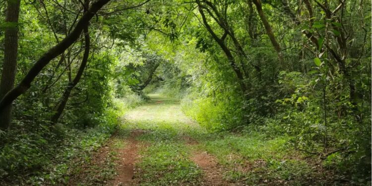 Foto: Divulgação/Caminhos do Peabiru