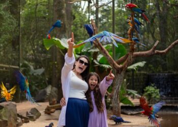 Alta procura e férias de verão impulsionam expectativa positiva para dezembro. Foto: Parque das Aves