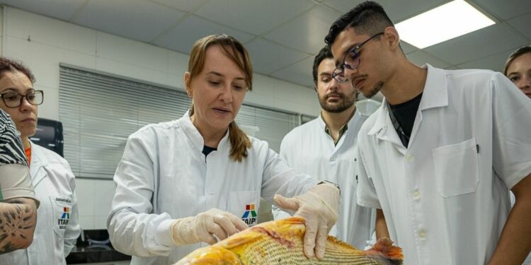 Foto: A bióloga Lisiane Hahn demonstra técnicas de procedimentos cirúrgicos para implante dos dispositivos. Foto: A bióloga Lisiane Hahn demonstra técnicas de procedimentos cirúrgicos para implante dos dispositivos.