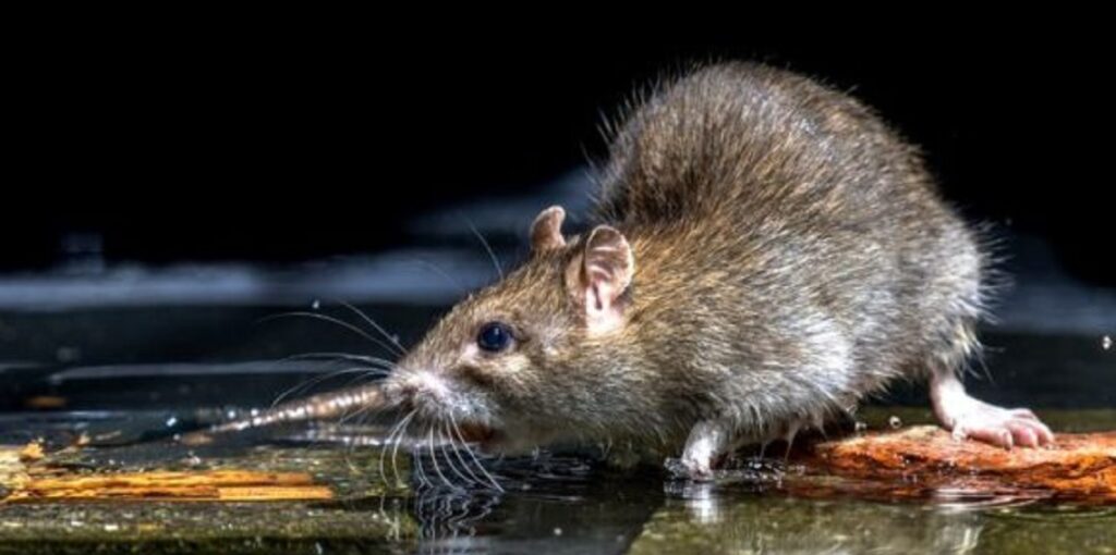 Casos se concentram em áreas com alagamentos e enchentes. Foto: Divulgação