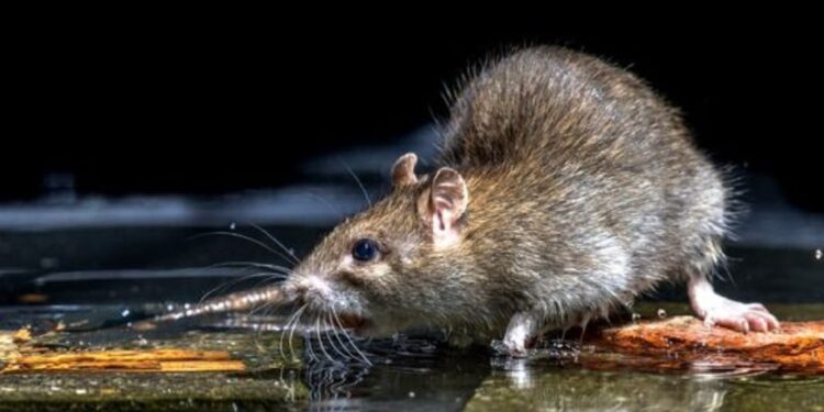 Casos se concentram em áreas com alagamentos e enchentes. Foto: Divulgação Casos se concentram em áreas com alagamentos e enchentes. Foto: Divulgação