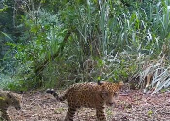 Projeto Onças do Iguaçu ganha reforço de R$ 350 mil e novo filhote batizado como Taupá Foto: Projeto Onças do Iguaçu
