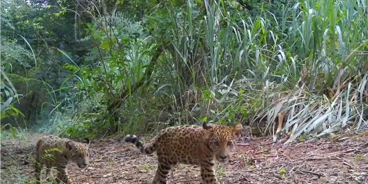 Projeto Onças do Iguaçu ganha reforço de R$ 350 mil e novo filhote batizado como Taupá Foto: Projeto Onças do Iguaçu Projeto Onças do Iguaçu ganha reforço de R$ 350 mil e novo filhote batizado como Taupá Foto: Projeto Onças do Iguaçu
