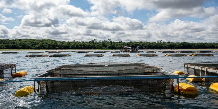 Atividade com tanques-rede no reservatório da Itaipu. Foto: William Brisida/Itaipu Binacional. Atividade com tanques-rede no reservatório da Itaipu. Foto: William Brisida/Itaipu Binacional.