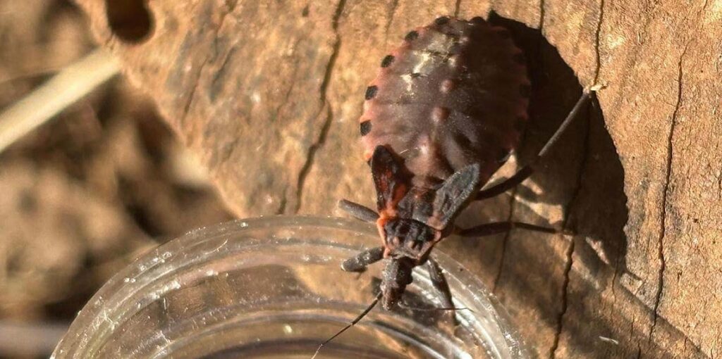 SUS garante diagnóstico e tratamento gratuitos da doença de Chagas. Foto: SESA
