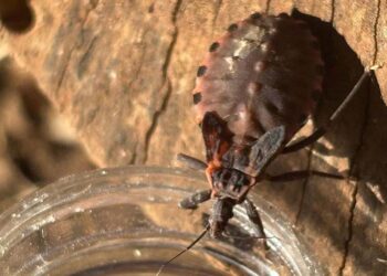 SUS garante diagnóstico e tratamento gratuitos da doença de Chagas. Foto: SESA