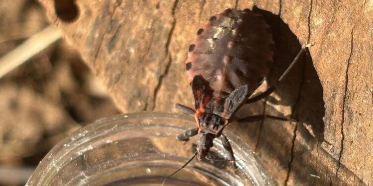 SUS garante diagnóstico e tratamento gratuitos da doença de Chagas. Foto: SESA SUS garante diagnóstico e tratamento gratuitos da doença de Chagas. Foto: SESA