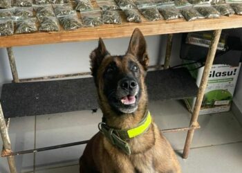 Foto: Polícia Militar.