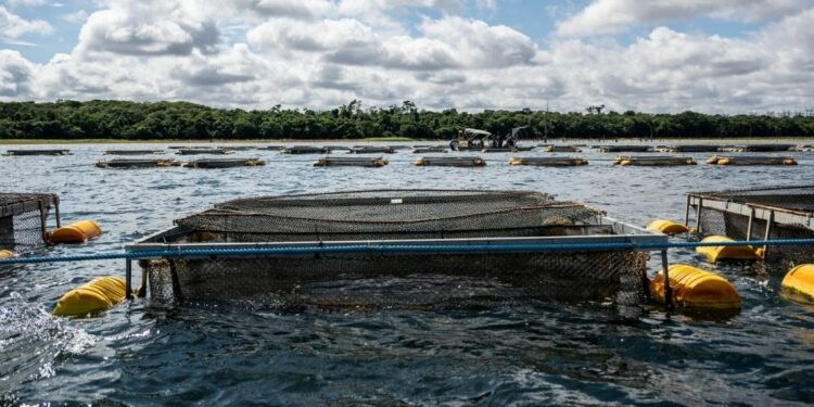 Cultivo de peixe em tanques-rede, no reservatório da Itaipu. Crédito: William Brisida/Itaipu Binacional.