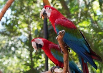 Foto: Parque das Aves.