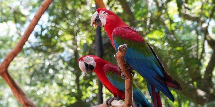 Foto: Parque das Aves. Foto: Parque das Aves.